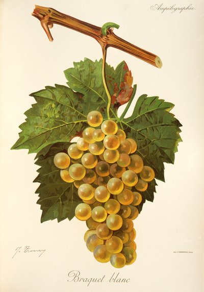 Braquet Blanc Traube von Jules Troncy