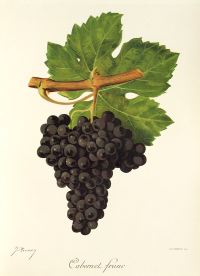 Cabernet Franc-Traube von Jules Troncy
