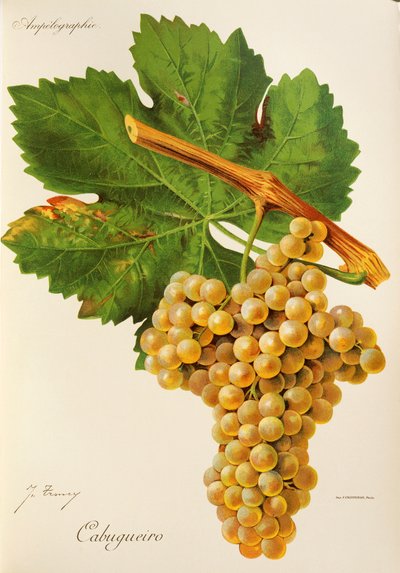 Cabugueiro Traube von Jules Troncy