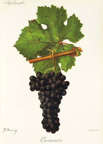 Carmenere-Traube von Jules Troncy