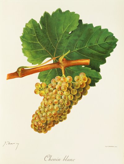 Chenin Blanc-Traube von Jules Troncy