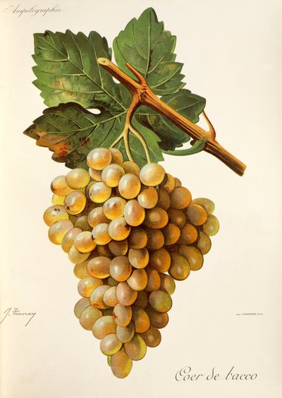 Coeur-de-Bacco-Traube von Jules Troncy
