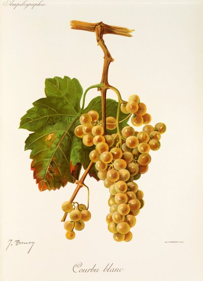 Courbu Blanc-Traube von Jules Troncy