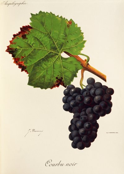 Courbu Noir-Traube von Jules Troncy