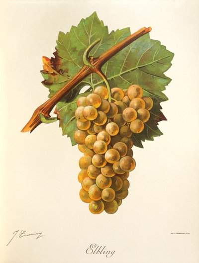 Elbling Traube von Jules Troncy