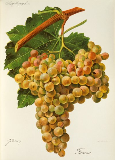 Farana-Traube von Jules Troncy