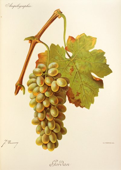 Gordan-Traube von Jules Troncy