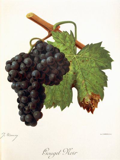 Gouget Noir-Traube von Jules Troncy