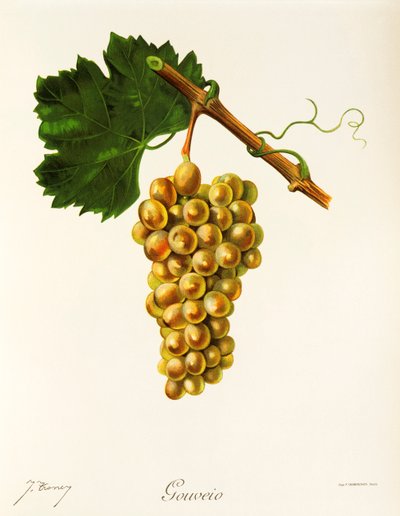 Gouveio-Traube von Jules Troncy