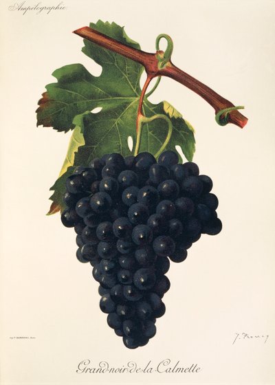 Grand-Noir-de-la-Calmette-Traube von Jules Troncy