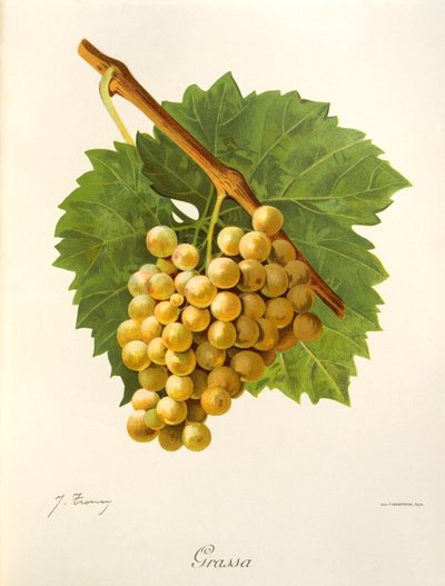 Grassa-Traube von Jules Troncy