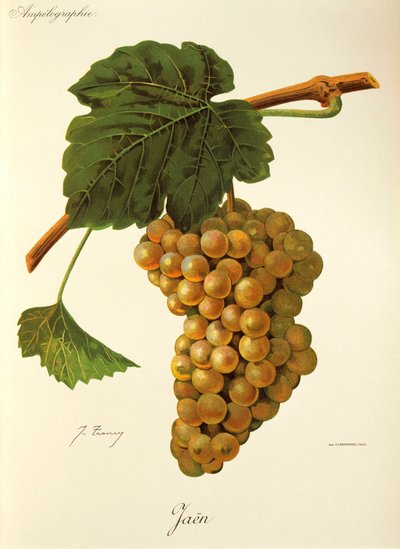 Jaen-Traube von J. Troncy von Jules Troncy