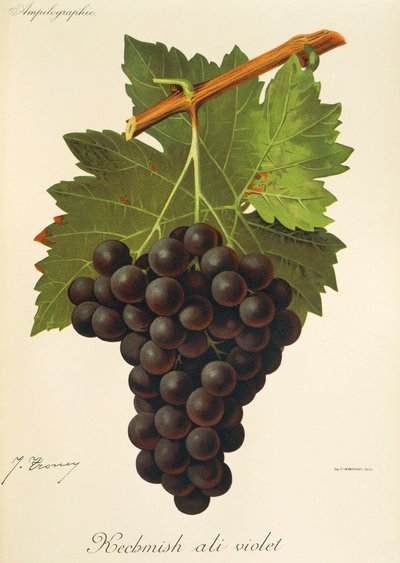 Kechmish Ali Violet-Traube von J. Troncy von Jules Troncy