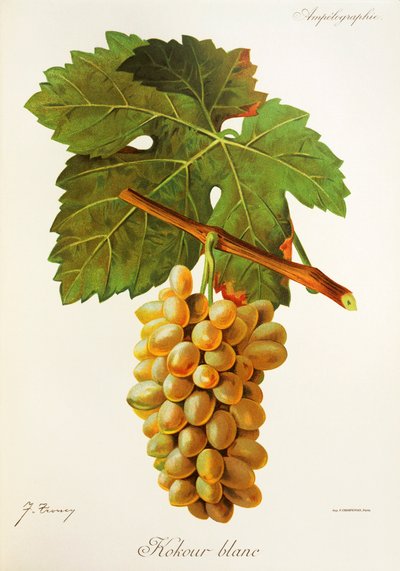 Kokour Blanc Traube von Jules Troncy