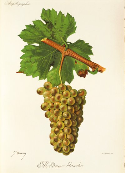 Mondeuse Blanche-Traube von Jules Troncy