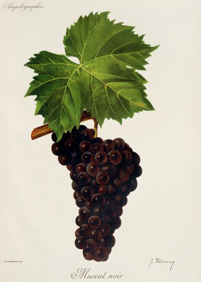 Muscat Noir-Traube von Jules Troncy