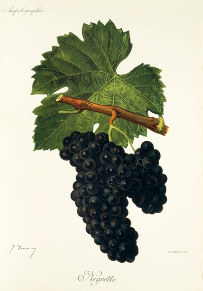 Negrette-Traube von Jules Troncy