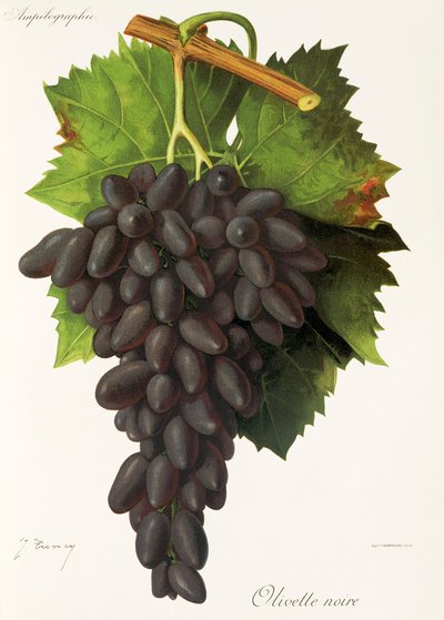 Olivette Noire-Traube von Jules Troncy