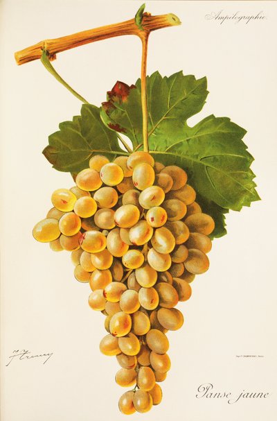 Panse Jaune-Traube von Jules Troncy
