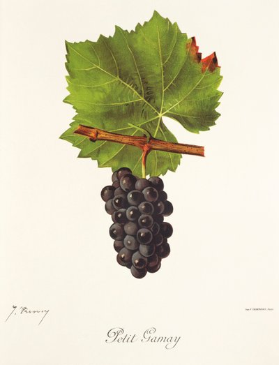 Petit Gamay Traube von J. Troncy von Jules Troncy