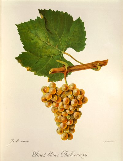 Pinot Blanc Chardonnay Traube von Jules Troncy