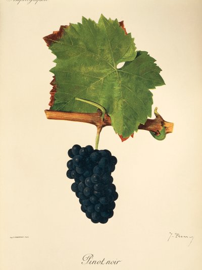 Pinot Noir-Traube von Jules Troncy