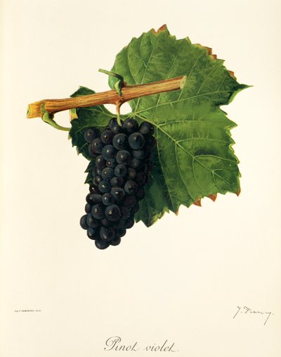 Pinot Violet-Traube von Jules Troncy