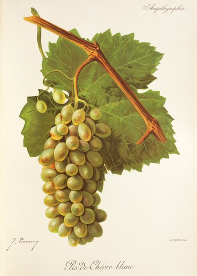 Pis-de-Chevre Blanc-Traube von Jules Troncy