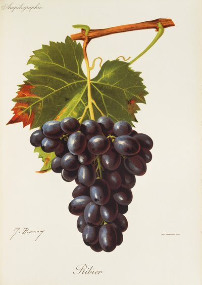 Ribier Traube von J. Troncy von Jules Troncy