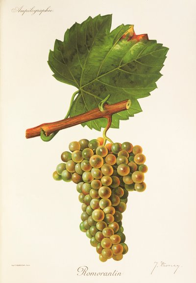 Romorantin Traube von Jules Troncy