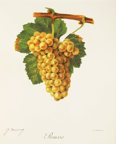 Rousse-Traube von Jules Troncy