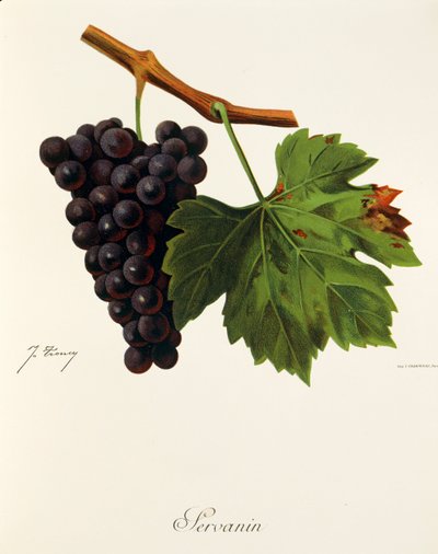 Servanin Traube von J. Troncy von Jules Troncy