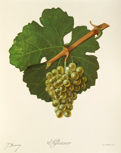 Sylvaner-Traube von Jules Troncy