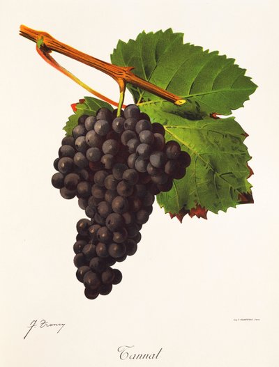 Tannat-Traube von Jules Troncy