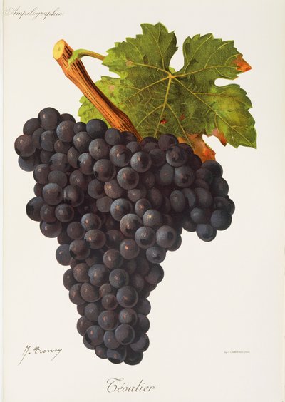 Teoulier-Traube von Jules Troncy