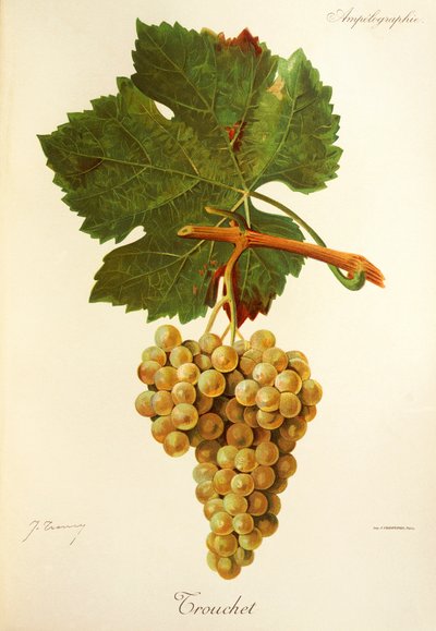 Trouchet Traube von Jules Troncy