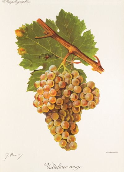 Valteliner Rouge-Traube von Jules Troncy