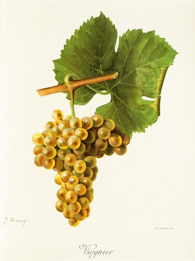 Viognier-Traube von Jules Troncy