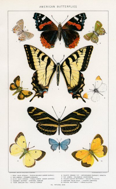 Amerikanische Schmetterlinge von Julius Bien von Julius Bien