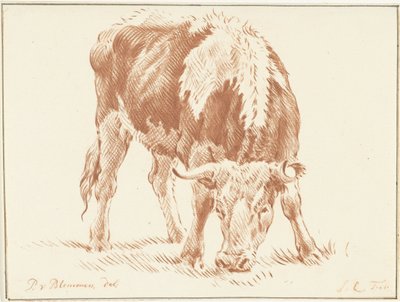 Weidender Ochse von Jurriaan Cootwijck