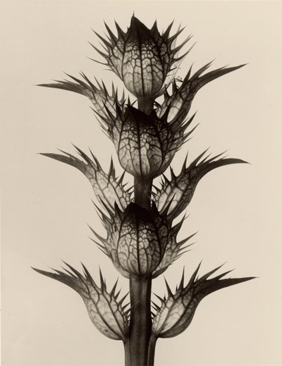 Acanthus mollis von Karl Blossfeldt