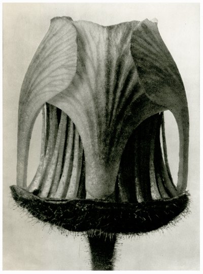 Geum Rivale, 1929 von Karl Blossfeldt