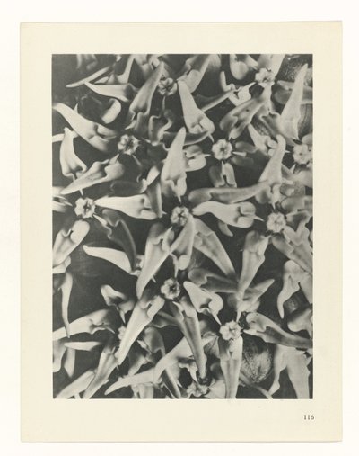 Pflanzenstudie (Urformen der Kunst) von Karl Blossfeldt