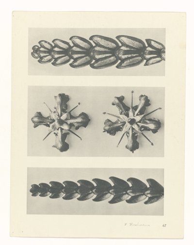 Pflanzenstudie (Urformen der Kunst) von Karl Blossfeldt