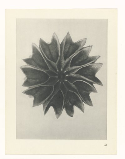 Pflanzenstudie (Urformen der Kunst) von Karl Blossfeldt