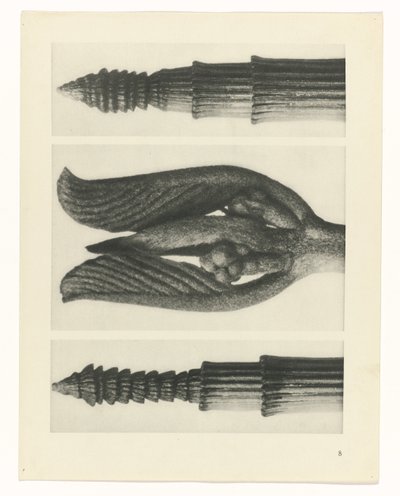 Pflanzenstudie (Urformen der Kunst) von Karl Blossfeldt
