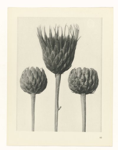 Pflanzenstudie (Urformen der Kunst) von Karl Blossfeldt