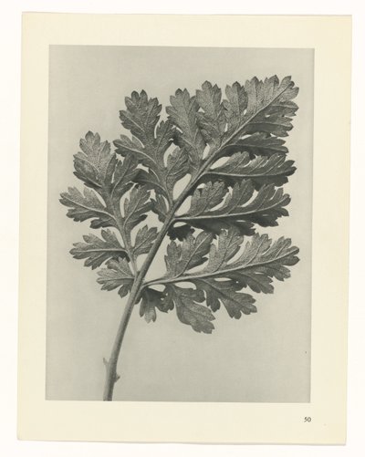 Pflanzenstudie Urformen der Kunst (Serientitel) von Karl Blossfeldt