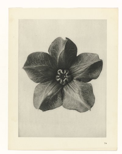 Pflanzenstudie Urformen der Kunst (Serientitel) von Karl Blossfeldt