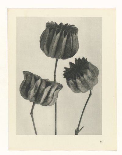 Pflanzenstudie Urformen der Kunst (Serientitel) von Karl Blossfeldt